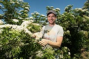 Valentin Bauer erntet Hollunderblüten. Betrieb: Natürlich Ammersee (©Foto: Tobias Hase)